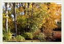 Autumn Tree, Click for larger image.