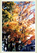 Autumn Tree, Click for larger image.
