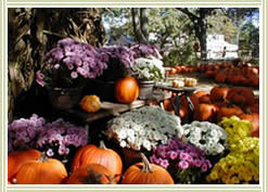 Autumn Pumpkins, Click for larger image.